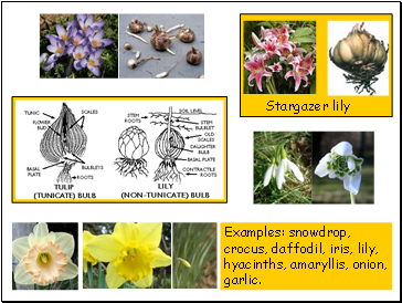 Examples: snowdrop, crocus, daffodil, iris, lily, hyacinths, amaryllis, onion, garlic.