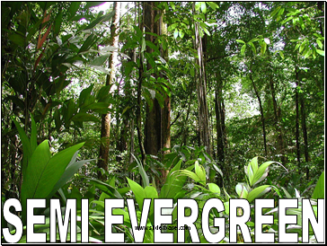 Semi Evergreen