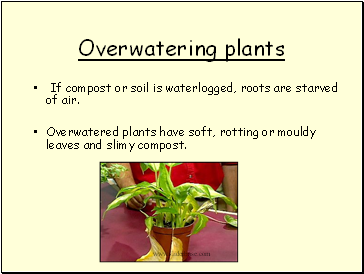 Overwatering plants