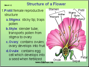 1.Pistil:female reproductive structure