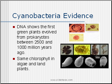 Cyanobacteria Evidence