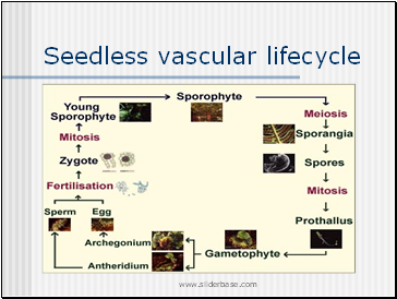 Seedless vascular lifecycle
