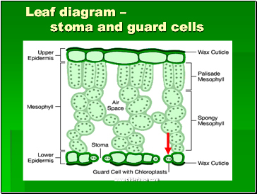Leaf diagram  stoma and guard cells