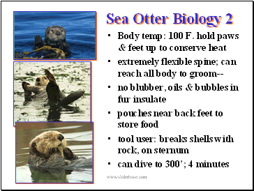 Sea Otter Biology