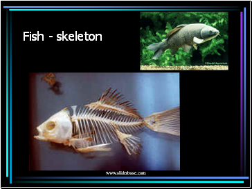 Fish - skeleton