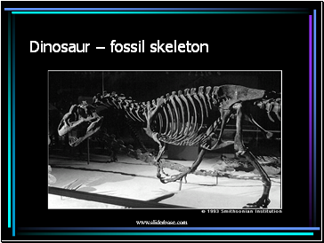 Dinosaur  fossil skeleton