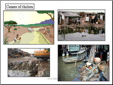 Causes of cholera
