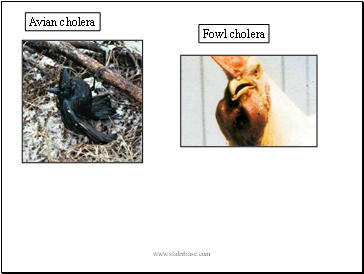 Avian cholera
