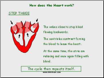 How does the Heart work?