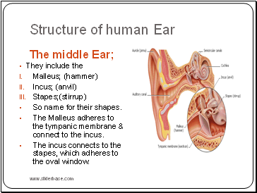 Structure of human Ear
