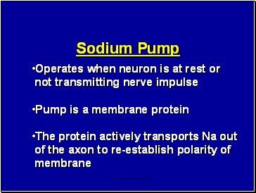 Operates when neuron is at rest or
