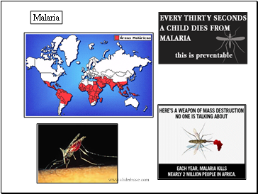 Protists - Malaria