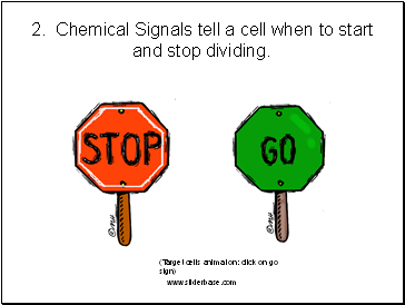 2. Chemical Signals tell a cell when to start and stop dividing.
