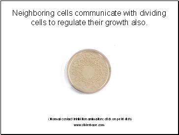 Neighboring cells communicate with dividing cells to regulate their growth also.