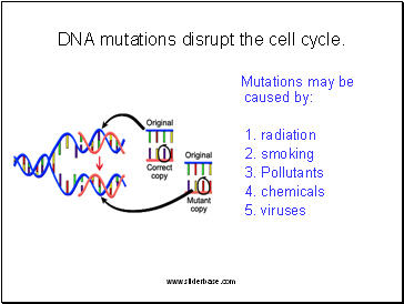 DNA mutations disrupt the cell cycle.